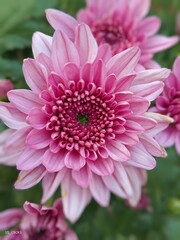 Fototapeta premium pink dahlia flower