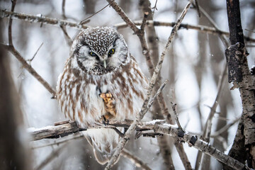 A sleepy boreal owl perches during a winter morning.