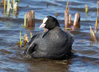Eurasian coot, Fulica atra. A bird is splashing, swimming in the river