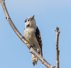 Lesser spotted woodpecker, Dryobates minor. A male bird sits in a tree against a blue sky