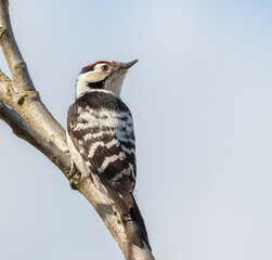 Lesser spotted woodpecker, Dryobates minor. A male bird sits in a tree