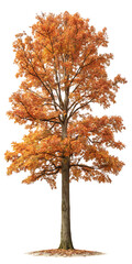 Autumn Quercus palustris (also called pin oak, swamp oak, or Spanish oak) trees isolated png on a transparent background perfectly cutout
