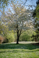 Naklejka premium Nanterre, France - 04 11 2025: Andre Malraux Park. View of a tree with white flowers and flowery lawns.