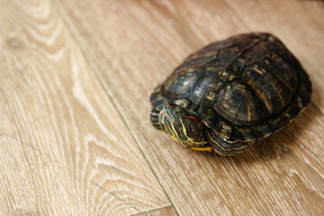 Tortoise resting on wooden floor during daytime in a cozy living environment