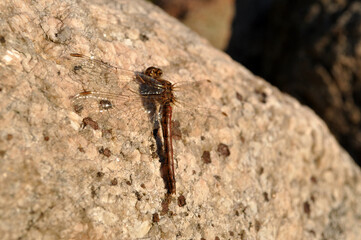a brown dragonfly is resting sitting on a stone rock