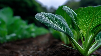 Close-up of vibrant green leafy vegetable sprouts in a farm field