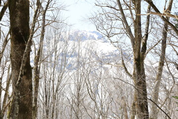 新緑の息吹 ― 上高地の静かな原生林で迎える春の兆し