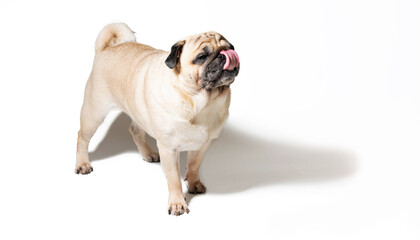 Adorable pug on a white background