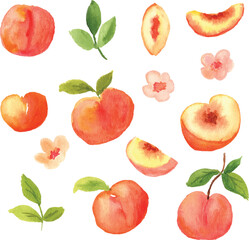 peach watercolor illustration