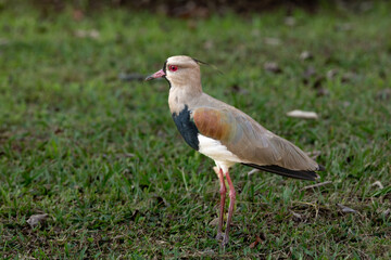 A southern lapwing (Vanellus chilensis). The wading bird is commonly called quero-quero in Brazil or tero in Argentina and Uruguay, tero-tero in Paraguay, and queltehue in Chile..