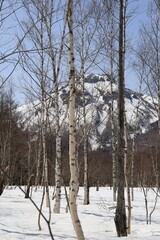 4月の上高地、雪と白樺の焼岳風景
雪景色の上高地に立つ白樺の木々と、春の訪れを感じさせる焼岳の雄大な風景。
