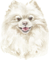 Watercolor Pomeranian Spitz Dog Portrait. Hand Drawn Small Pet Breed