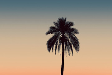 Palm tree silhouette on a gradient sunset background, minimalist t-shirt design, clean lines, high contrast, screen printing style