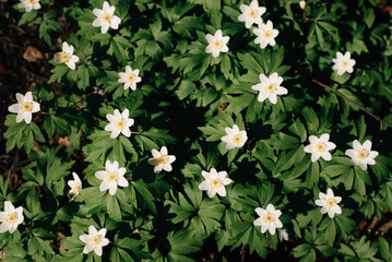 White first spring flowers in the forest