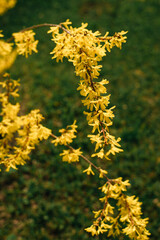 bush with yellow flowers in spring