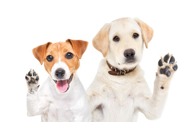 Funny Jack Russell Terrier and Labrador puppies waving their paws together isolated on white background
