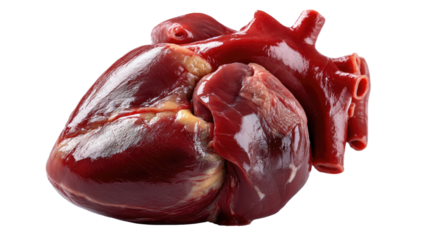 A Realistic Detailed depiction of A heart:A vibrant and detailed close-up shot of a human heart, showcasing its complex anatomy in perfect detail.