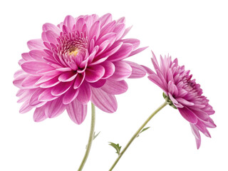 beautiful aster flower blooms in vibrant pink hues, showcasing its delicate petals and intricate details, perfect for any floral arrangement