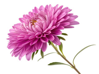 beautiful aster flower blooms in vibrant pink hues showcasing its delicate petals and lush green leaves, evoking sense of tranquility and joy
