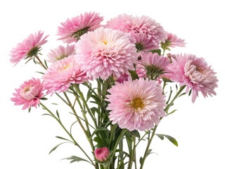 beautiful bouquet of aster flowers showcases delicate pink petals and vibrant green stems, perfect for brightening any space