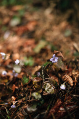 the first snowdrops in the forest