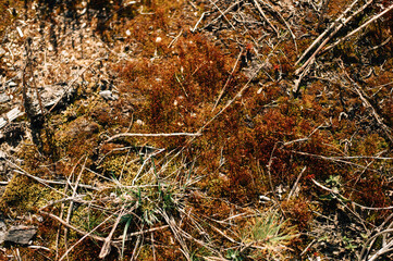 moss in the forest in the sun