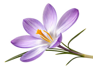Fototapeta premium Crocus flower blooms beautifully with delicate purple petals and vibrant yellow stamens, symbolizing arrival of spring and renewal