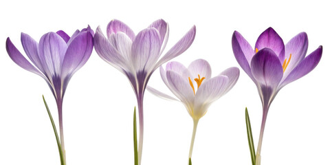 Crocus flowers bloom in vibrant colors showcasing their delicate beauty and elegance in nature garden