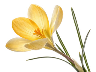 Fototapeta premium beautiful crocus flower with delicate yellow petals and green leaves stands gracefully, symbolizing arrival of spring