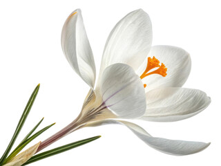 Fototapeta premium beautiful crocus flower with delicate white petals and vibrant orange stamens stands out against transparency background, showcasing nature