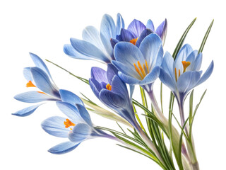 Fototapeta premium Crocus flowers bloom beautifully in shades of blue, showcasing their delicate petals and vibrant orange stamens, creating stunning floral display