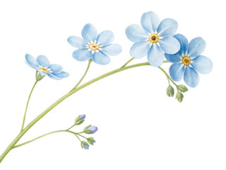 Forget me not flowers bloom beautifully, reminding us to cherish memories and connections that we hold dear