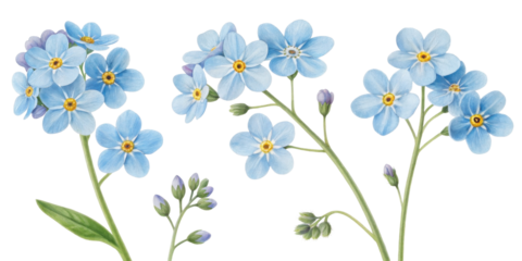 Forget me not flowers bloom beautifully, reminding us to cherish memories and never forget moments that matter most