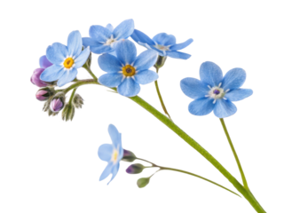 Forget me not flowers bloom in delicate blue hues showcasing nature beauty and charm. Their vibrant petals remind us to cherish memories