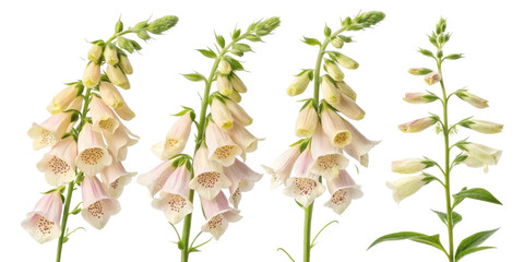 Fototapeta premium Beautiful foxglove flowers bloom gracefully, showcasing their delicate petals and vibrant colors in stunning display of nature artistry