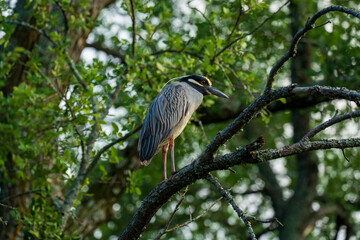 Yellow-crowned Night Heron