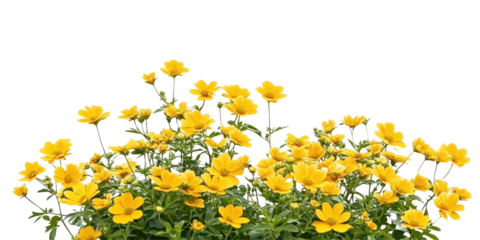 Vibrant Yellow Buttercup Flowers in Full Bloom, Perfect for Gardens and Floral Arrangements on transparent background