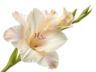 Obraz premium beautiful gladiolus flower in soft hues showcases its delicate petals and elegant form, perfect for adding charm to any setting