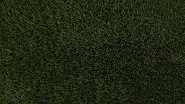 Direct overhead drone perspective of vibrant green wheat plants swaying gently in the spring wind