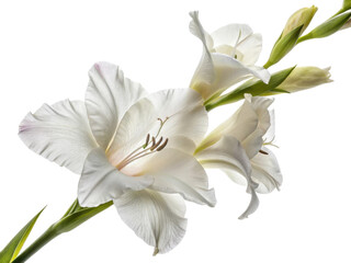 Elegant gladiolus flowers bloom gracefully, showcasing their delicate petals and vibrant beauty in stunning display of nature artistry