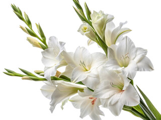 Elegant gladiolus flowers full bloom create stunning display of beauty and grace. Their delicate petals and vibrant green stems enhance any