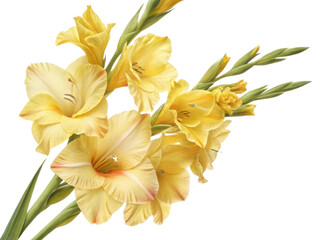 Beautiful gladiolus flowers bloom in vibrant yellow hues, showcasing their elegance and charm in any garden setting
