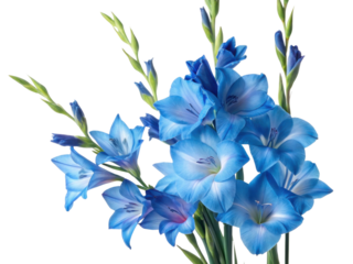 Beautiful blue gladiolus flowers bloom gracefully, showcasing their vibrant petals and delicate structure, perfect for any floral arrangement