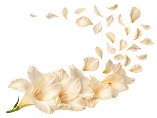 Elegant gladiolus flowers in soft cream hues gracefully release their delicate petals, creating serene and beautiful scene