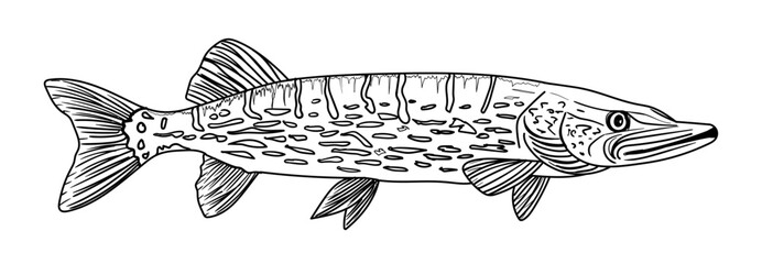 northern pike muskie fish isolated on white background