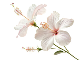 Beautiful hibiscus flowers bloom gracefully, showcasing delicate petals and vibrant colors that evoke sense of tranquility and joy