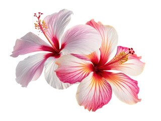 Obraz premium Beautiful hibiscus flowers bloom with vibrant colors showcasing their delicate petals and intricate details, perfect for any floral arrangement