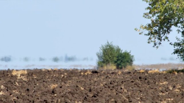 Heat haze, mirage or air shimmer over farmland on extreme hot summer weather. Global warming and climate change concept video. Soft focus due to atmospheric distortion