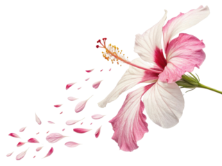 beautiful hibiscus flower with delicate pink and white petals gracefully releases its petals, creating serene and enchanting scene