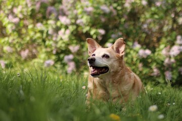 The old fat dog is in a blooming meadow.